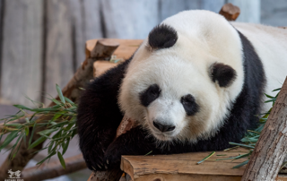 Pandat, Ähtäri Zoo ja Jarte Steel