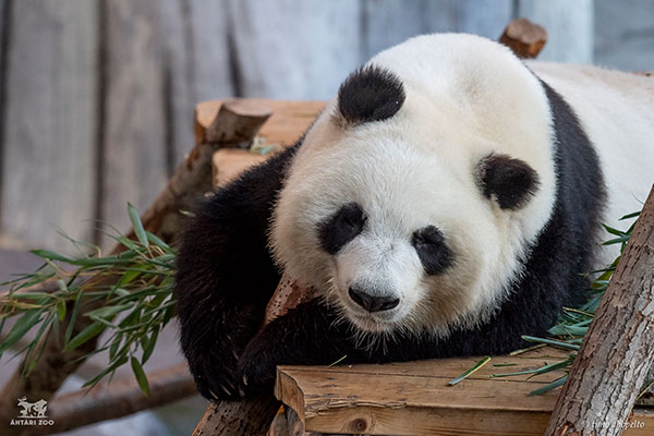 Pandat, Ähtäri Zoo ja Jarte Steel